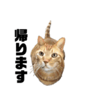 ねこだけ。（個別スタンプ：30）