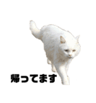 ねこだけ。（個別スタンプ：33）