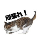 ねこだけ。（個別スタンプ：34）