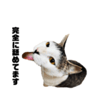ねこだけ。（個別スタンプ：39）