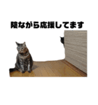 ねこだけ。（個別スタンプ：40）