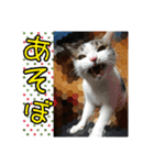 ねこネコにゃんこ☆（個別スタンプ：1）