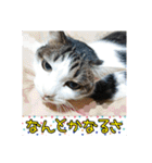 ねこネコにゃんこ☆（個別スタンプ：2）