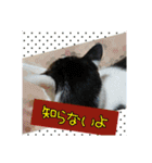 ねこネコにゃんこ☆（個別スタンプ：3）