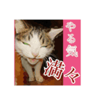 ねこネコにゃんこ☆（個別スタンプ：5）
