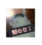 ねこネコにゃんこ☆（個別スタンプ：7）