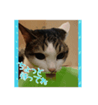 ねこネコにゃんこ☆（個別スタンプ：8）