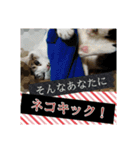 ねこネコにゃんこ☆（個別スタンプ：9）