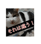 ねこネコにゃんこ☆（個別スタンプ：10）