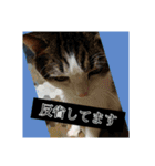 ねこネコにゃんこ☆（個別スタンプ：11）