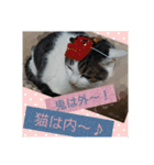 ねこネコにゃんこ☆（個別スタンプ：12）