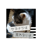 ねこネコにゃんこ☆（個別スタンプ：13）
