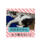 ねこネコにゃんこ☆（個別スタンプ：15）