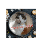 ねこネコにゃんこ☆（個別スタンプ：16）