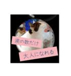 ねこネコにゃんこ☆（個別スタンプ：17）