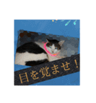 ねこネコにゃんこ☆（個別スタンプ：20）