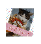 ねこネコにゃんこ☆（個別スタンプ：22）