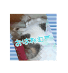 ねこネコにゃんこ☆（個別スタンプ：23）