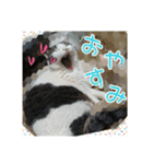 ねこネコにゃんこ☆（個別スタンプ：24）