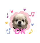 ちょことぷに②（個別スタンプ：1）