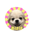 ちょことぷに②（個別スタンプ：13）