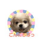 ちょことぷに②（個別スタンプ：18）