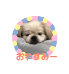 ちょことぷに②（個別スタンプ：20）
