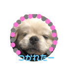 ちょことぷに②（個別スタンプ：21）
