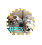 ちょことぷに②（個別スタンプ：31）