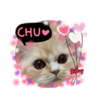【激かわ♡】もふねこミルク2（個別スタンプ：1）