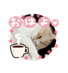 【激かわ♡】もふねこミルク2（個別スタンプ：2）