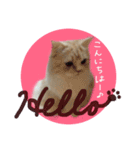 【激かわ♡】もふねこミルク2（個別スタンプ：3）