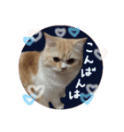 【激かわ♡】もふねこミルク2（個別スタンプ：4）