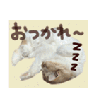 【激かわ♡】もふねこミルク2（個別スタンプ：5）
