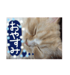 【激かわ♡】もふねこミルク2（個別スタンプ：6）