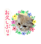 【激かわ♡】もふねこミルク2（個別スタンプ：7）