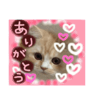 【激かわ♡】もふねこミルク2（個別スタンプ：8）