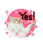 【激かわ♡】もふねこミルク2（個別スタンプ：14）