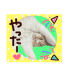 【激かわ♡】もふねこミルク2（個別スタンプ：15）