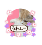 【激かわ♡】もふねこミルク2（個別スタンプ：16）