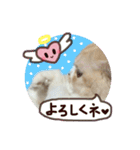 【激かわ♡】もふねこミルク2（個別スタンプ：17）