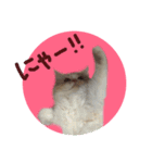 【激かわ♡】もふねこミルク2（個別スタンプ：19）