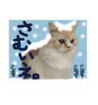 【激かわ♡】もふねこミルク2（個別スタンプ：20）