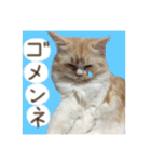 【激かわ♡】もふねこミルク2（個別スタンプ：21）