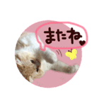 【激かわ♡】もふねこミルク2（個別スタンプ：22）