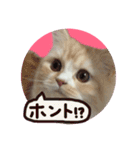 【激かわ♡】もふねこミルク2（個別スタンプ：23）