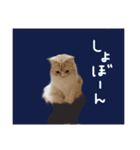 【激かわ♡】もふねこミルク2（個別スタンプ：24）