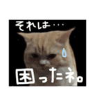 【激かわ♡】もふねこミルク2（個別スタンプ：26）