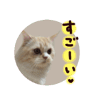 【激かわ♡】もふねこミルク2（個別スタンプ：27）