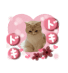 【激かわ♡】もふねこミルク2（個別スタンプ：28）